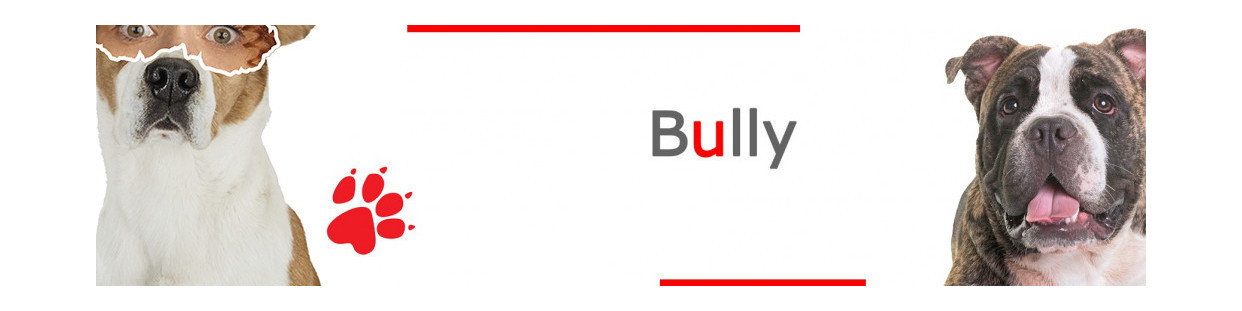 Bully American