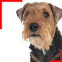 Welsh Terrier