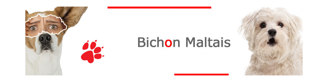 Bichon Maltais