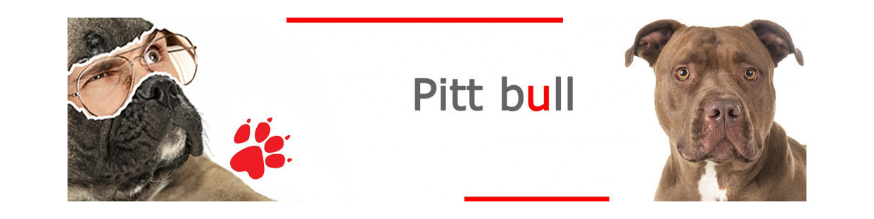 Pitt bull