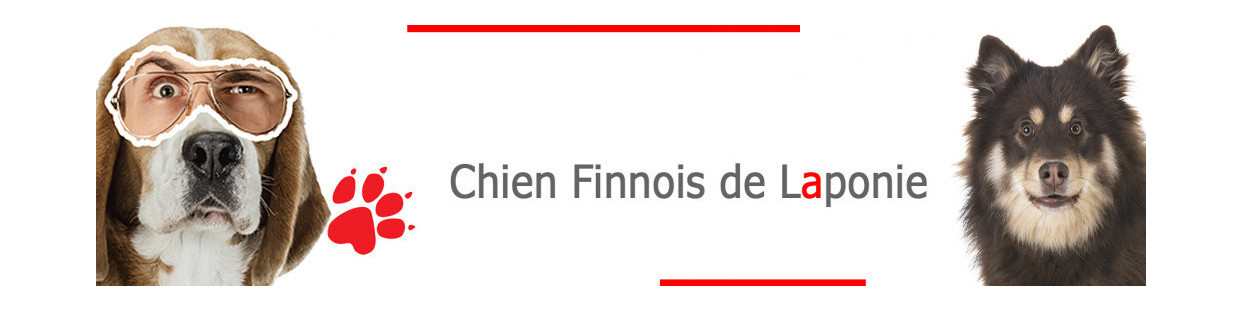 Chien Finnois Laponie