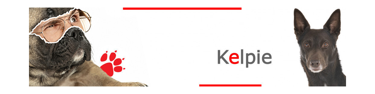 Kelpie Australien