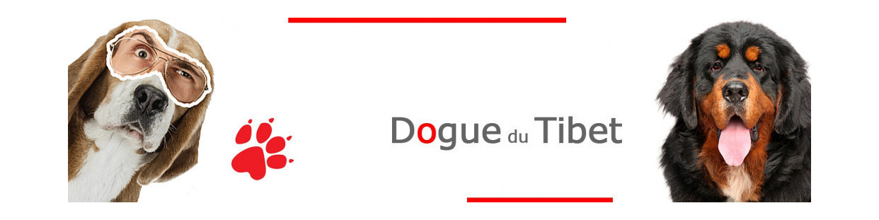 Dogue du Tibet