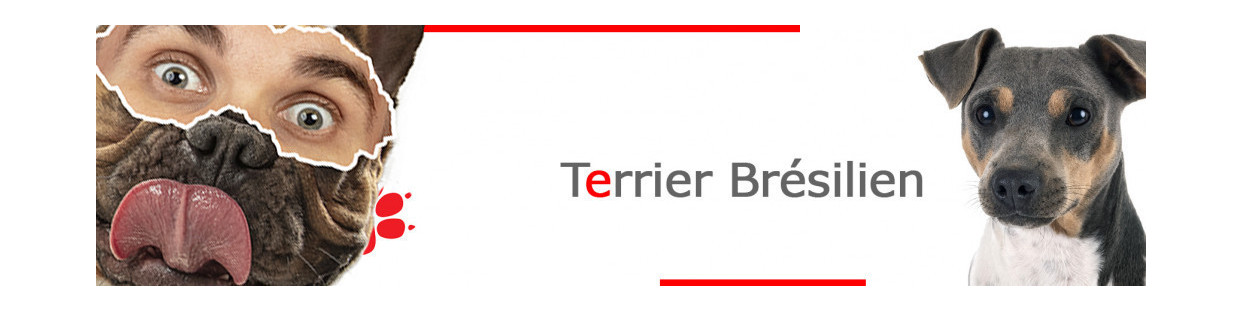 Terrier Brésilien
