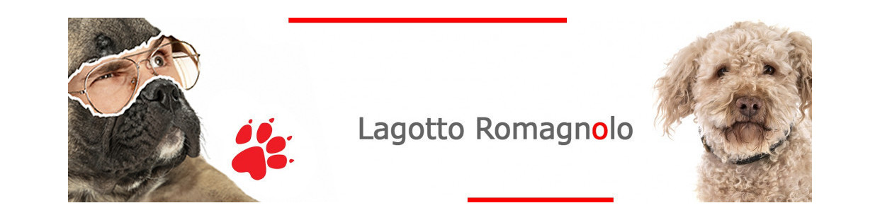 Lagotto Romagnolo