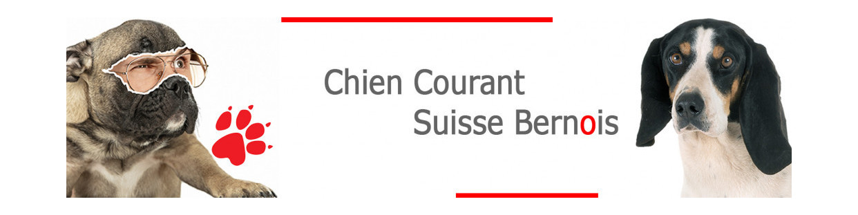 Chien Courant Bernois