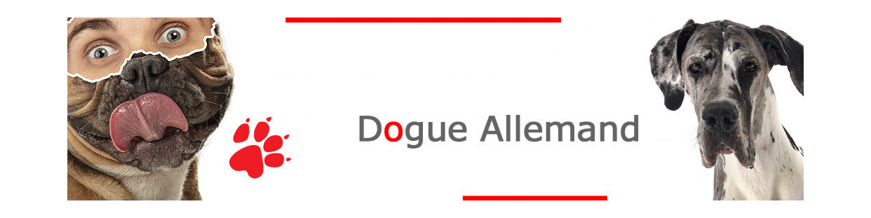 Dogue Allemand