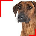 Rhodesian Ridgeback