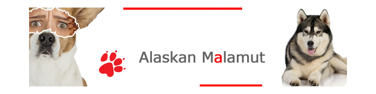Malamute