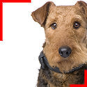 Airedale