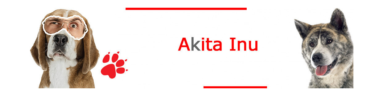 Akita Inu