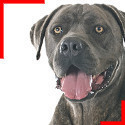 Cane Corso gris