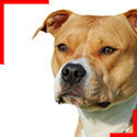 Amstaff fauve