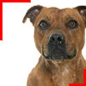 Staffie fauve