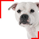 Staffie blanc