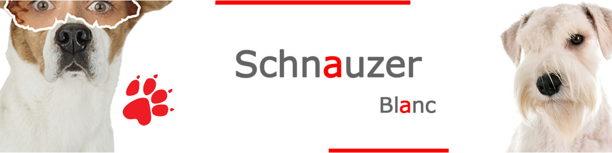 Schnauzer Blanc – Plaques, stickers et porte-clés