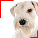 Schnauzer blanc