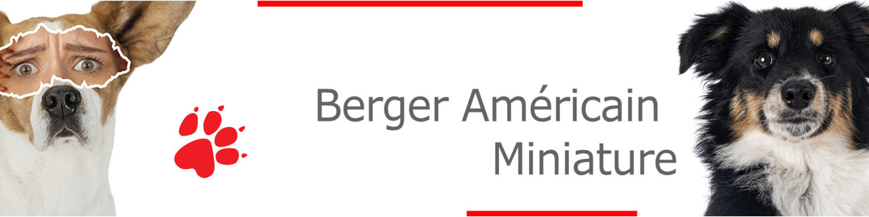 Berger Américain Miniature