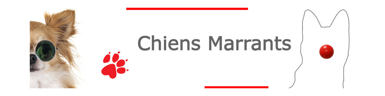 Chien Marrant