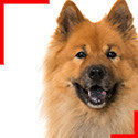 Eurasier