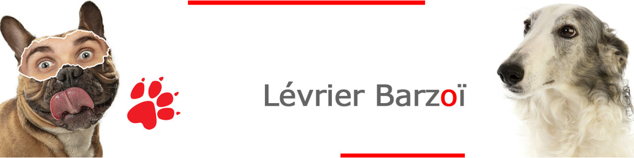 Lévrier Barzoï