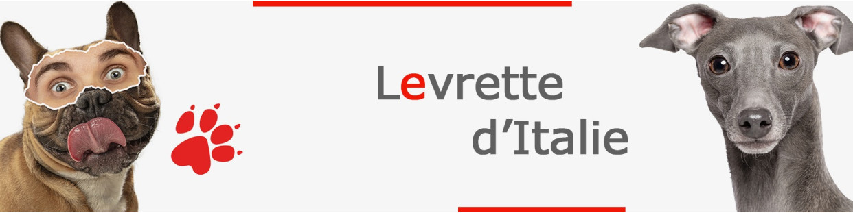 Levrette d'Italie