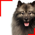 Keeshond