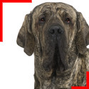 Fila Brasileiro