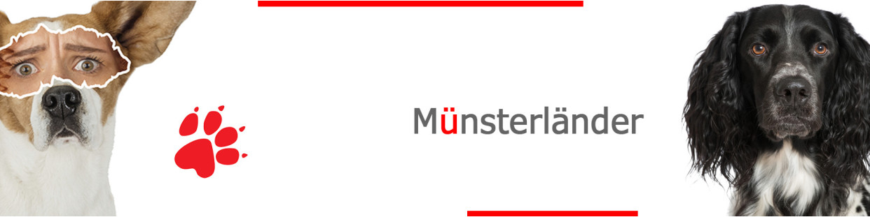 Münsterländer