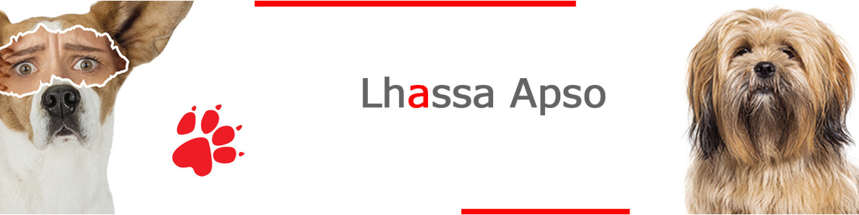 Lhassa Apso