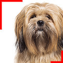 Lhassa Apso