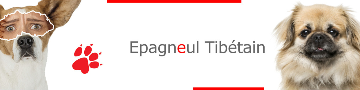 Epagneul Tibétain