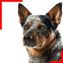 Bouvier Australien