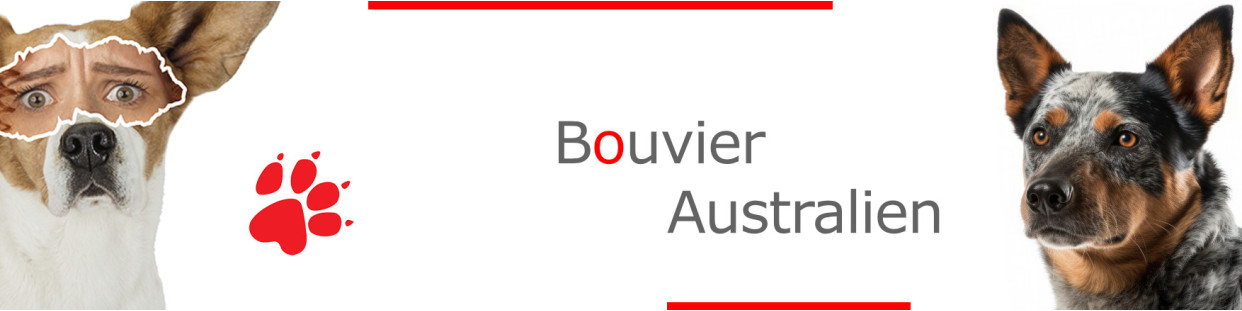 Bouvier Australien