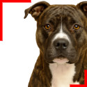 Amstaff bringé