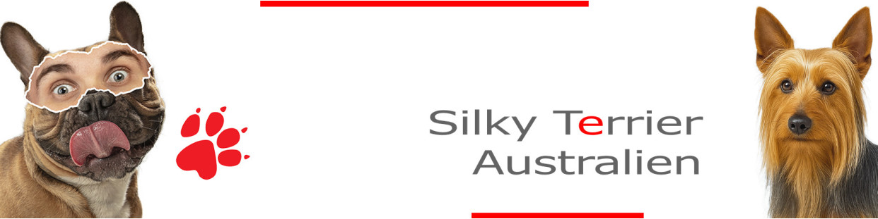 Silky Terrier Australien – Stickers, pancartes et porte-clés déco