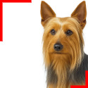 Silky Terrier