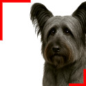 Skye Terrier