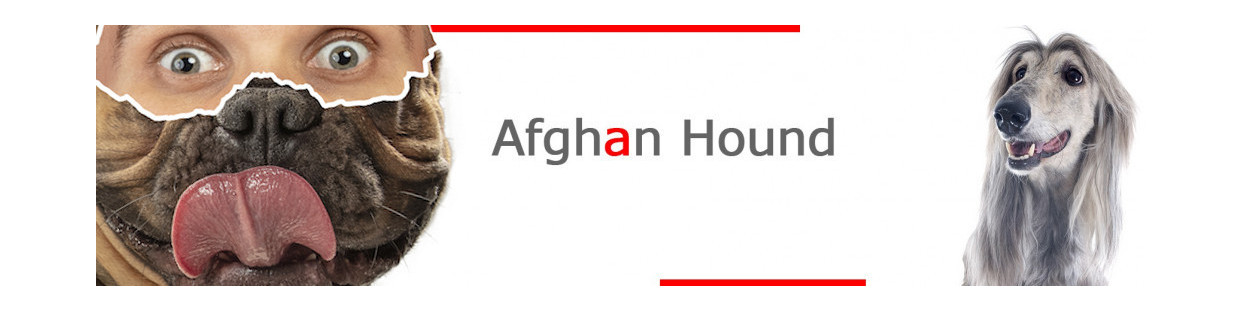 Afghan Hound Beware of Dog Signs, Stickers & Keychains for Gate & Car