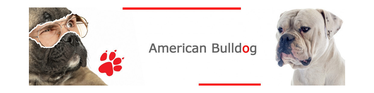 American Bulldog Dog Signs, Stickers & Keychains | Gate & Car Warning