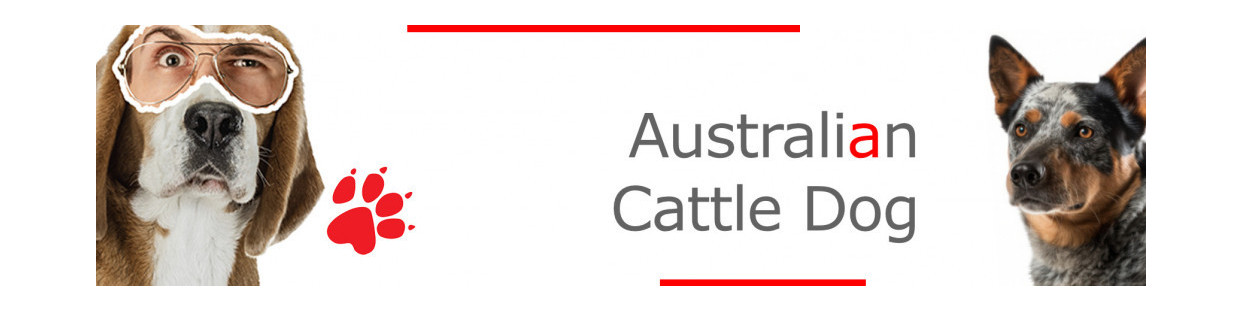 Australian Cattle Dog Signs, Stickers & Keychains | Gate & Car Warning