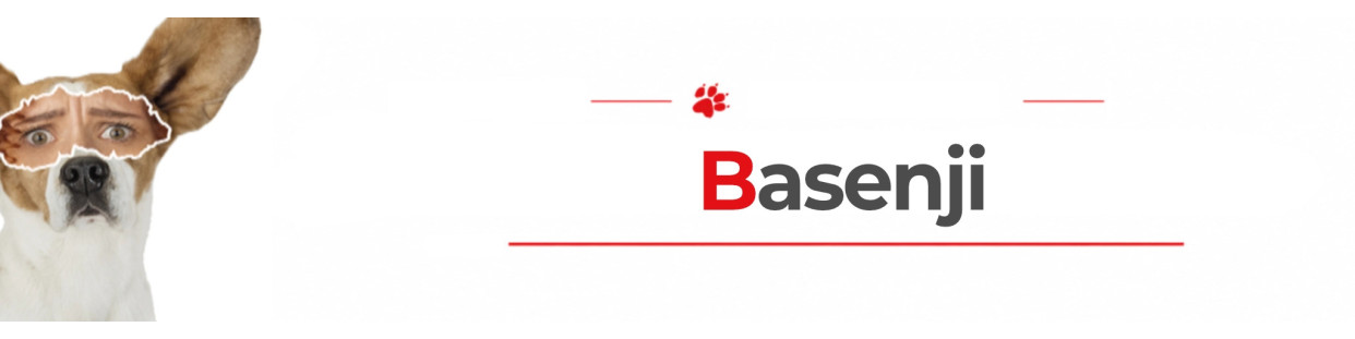 Basenji Dog Signs, Stickers & Keychains | Gate & Car Warning