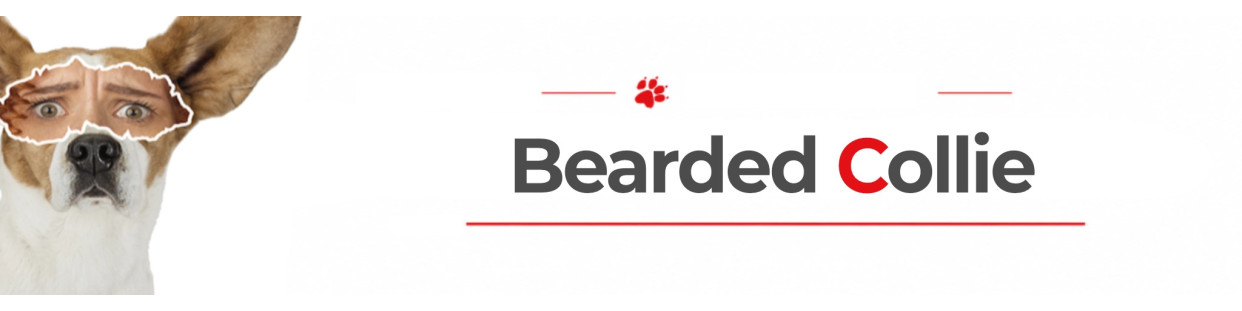 Bearded Collie Dog Signs, Stickers & Keychains | Gate & Car Warning