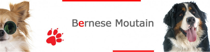 Bernese Mountain Dog Signs, Stickers & Keychains | Gate & Car
