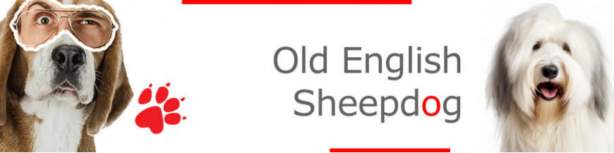 Bobtail Old English Sheepdog Signs, Stickers & Keychains | Gate & Car