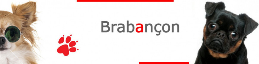 Brabançon Griffon Signs, Stickers & Keychains | Gate & Car