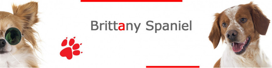 Brittany Spaniel Signs, Stickers & Keychains | Gate & Car