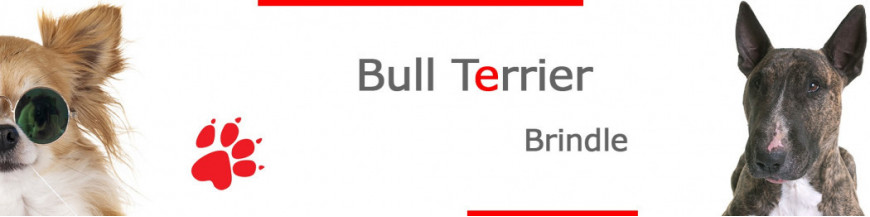 Brindle Bull Terrier Signs, Stickers & Keychains | Gate & Car