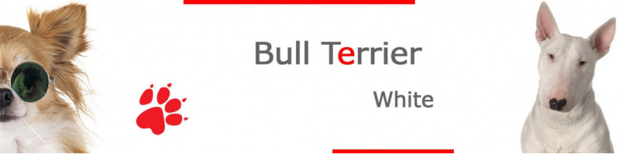 White Bull Terrier Signs, Stickers & Keychains | Gate & Car