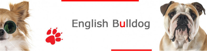 English Bulldog Signs, Stickers & Keychains | Gate & Car